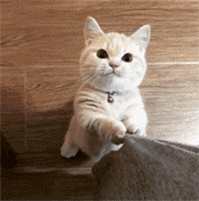 57~@D91P5JTA78@AEB0WR75.gif 57~@D91P5JTA78@AEB0WR75.gif